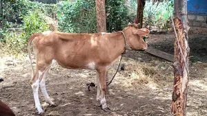 Farm Cow