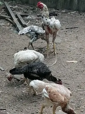 කුකුලන්