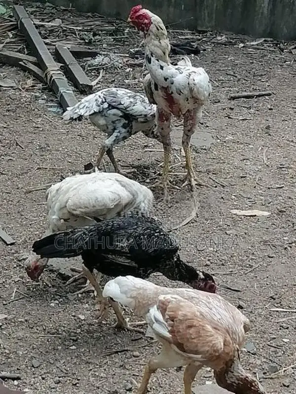 කුකුලන්