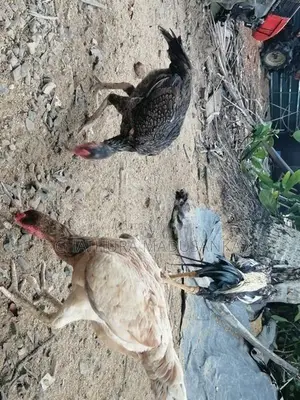 cock