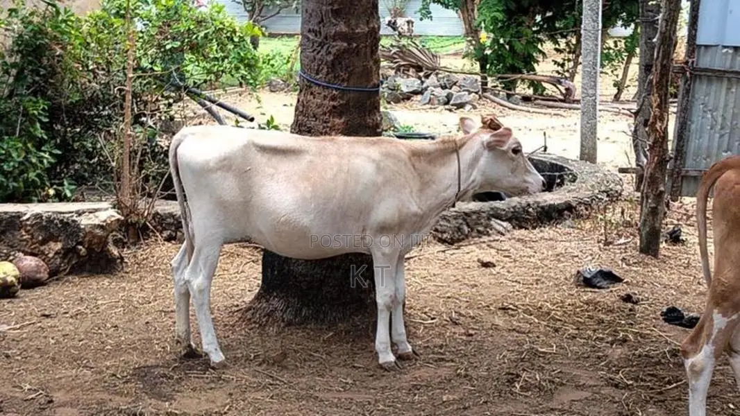 Farm Cow