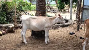 Farm Cow