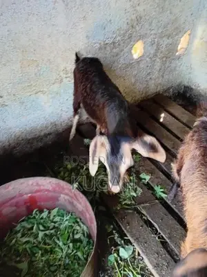 goats