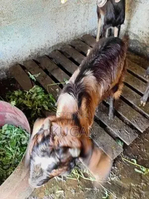 goats