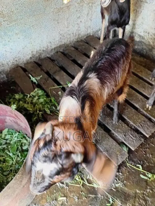 goats