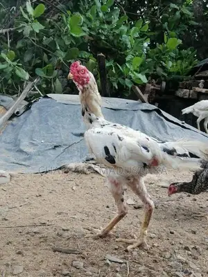 කුකුලන්