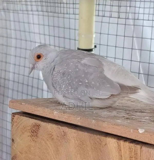 diamond dove