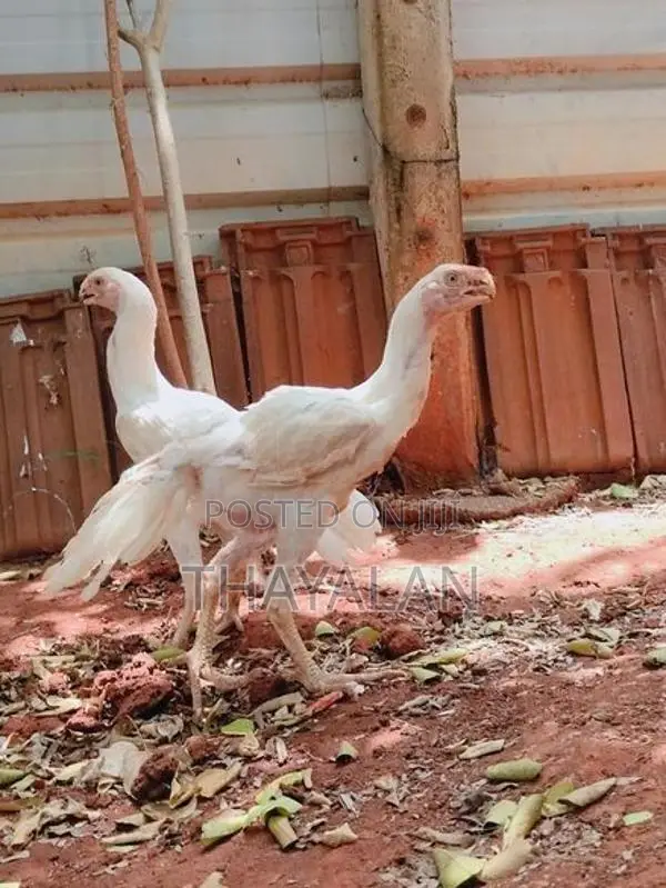 கிளி மூக்கு விசிறி வால் குஞ்சுகள்