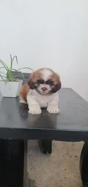 Shih Tzu Male Puppy