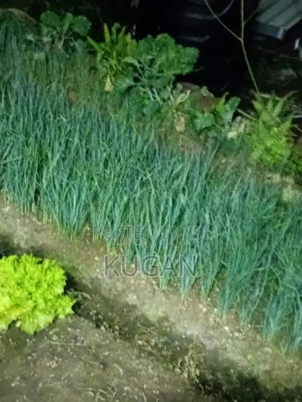 ලීක්ස් පැළ
