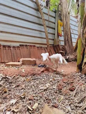 கிளி மூக்கு விசிறி வால் குஞ்சுகள்