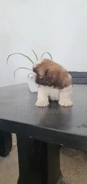 Shih Tzu Male Puppy