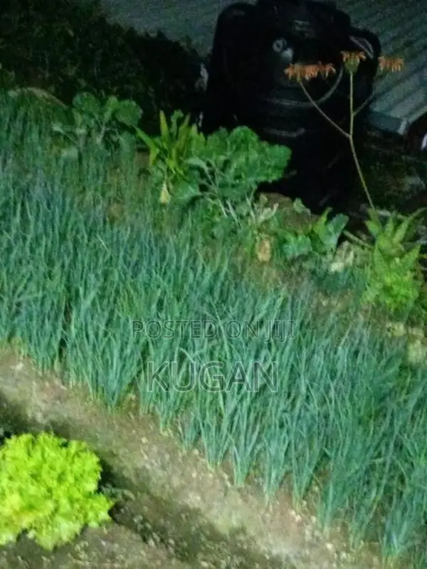 ලීක්ස් පැළ