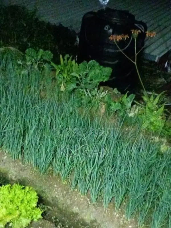 ලීක්ස් පැළ