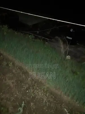 ලීක්ස් පැළ