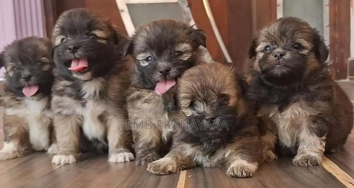 origanal.shitzu.puppies.