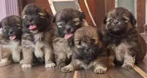 origanal.shitzu.puppies.