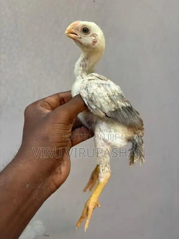 Parrot Beak Chicks