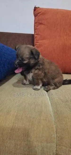 origanal.shitzu.puppies.