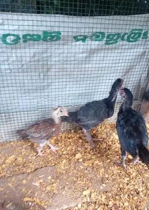 ගමිකිකිළියන් 03යි කුකුලයි