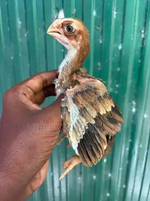 Parrot Beak Chicks