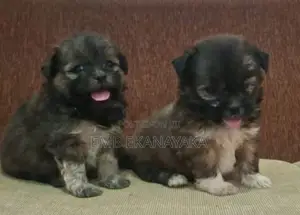 origanal.shitzu.puppies.
