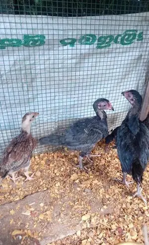 ගමිකිකිළියන් 03යි කුකුලයි