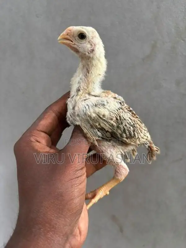 Parrot Beak Chicks