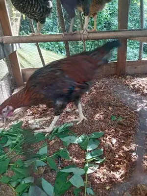 ගමිකිකිළියන් 03යි කුකුලයි