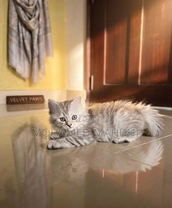 Persian Cat