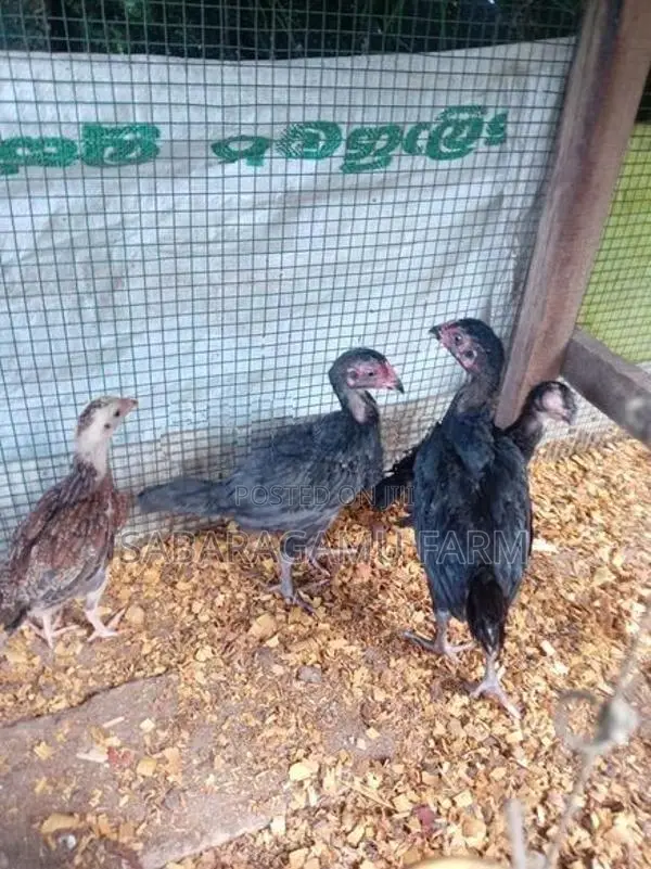 ගමිකිකිළියන් 03යි කුකුලයි