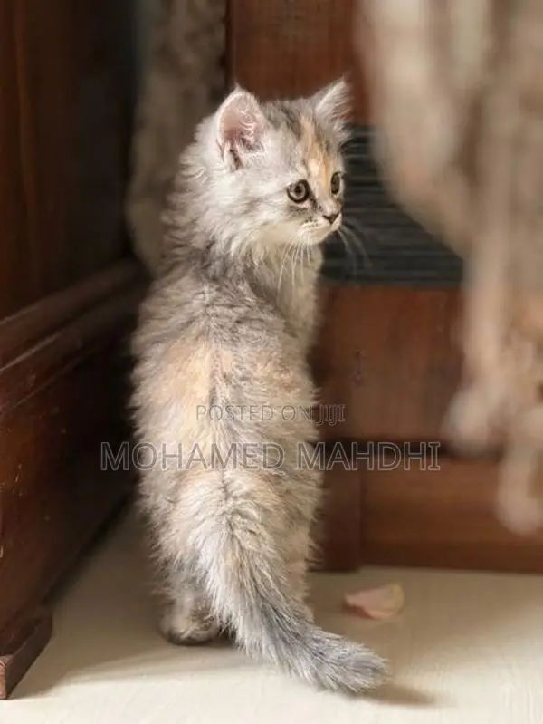 Persian Cat
