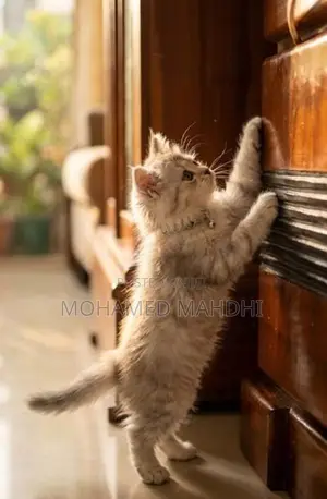 Persian Cat