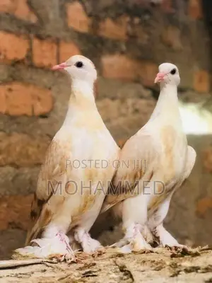 Pigeon