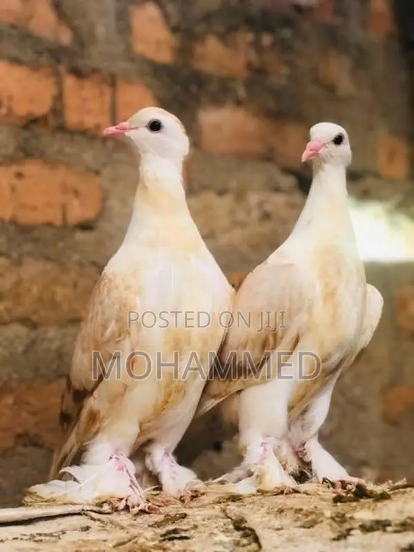 Pigeon