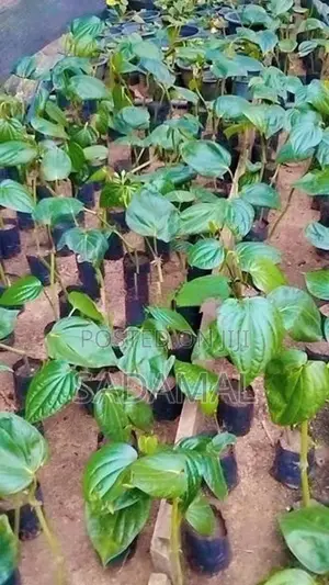 කළුබුලත් පැල