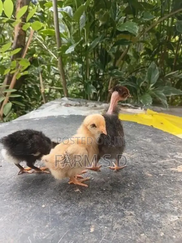 ගම් කිකිලි පැටව්