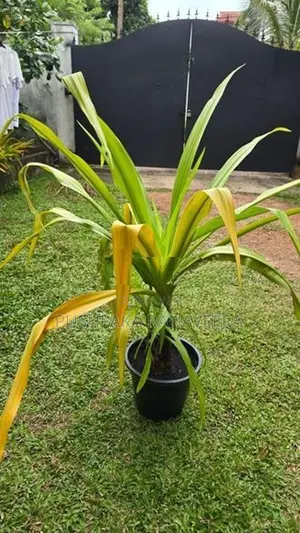 Golden Crinum Plant ගෝල්ඩන් ක්‍රිනම් පැල විකිණීමට