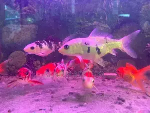 KOI CARP FISH