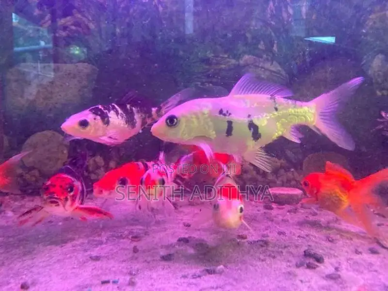 KOI CARP FISH