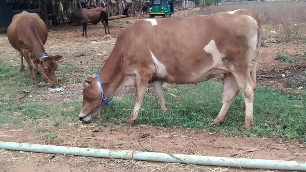 Farm Cow