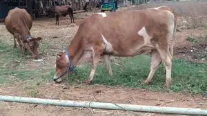 Farm Cow