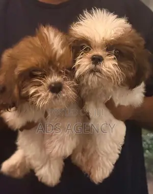 Shih tzu Puppies