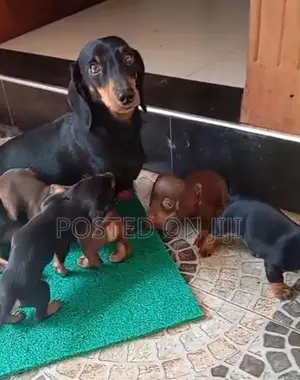 Dachshund puppies