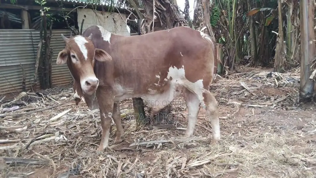 Farm Cow