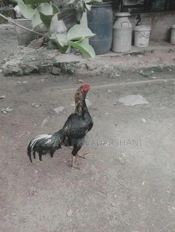 Rooster
