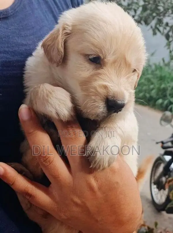 Golden Retriver Puppies