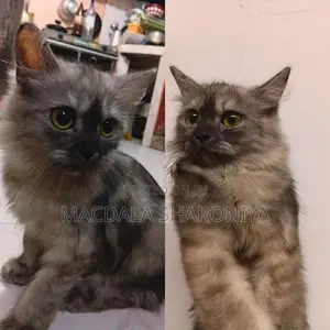 Persian cat