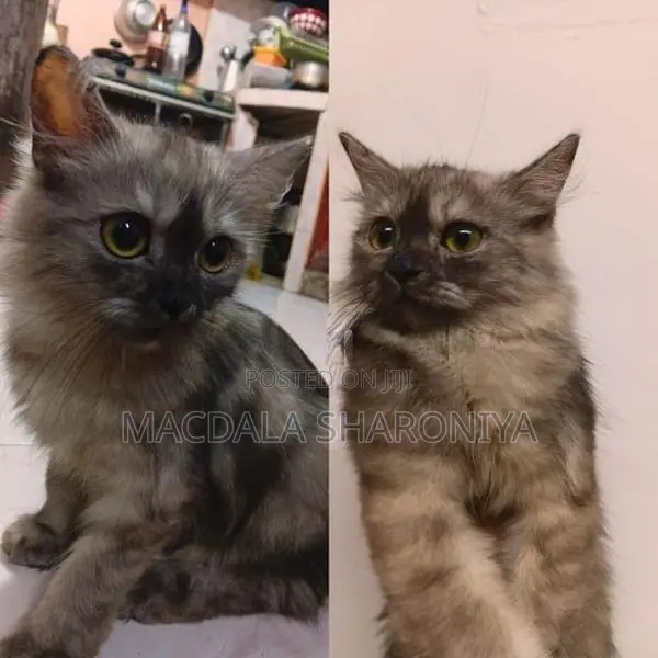 Persian cat