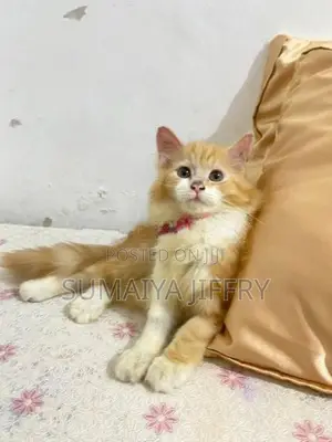 Persian Kitten